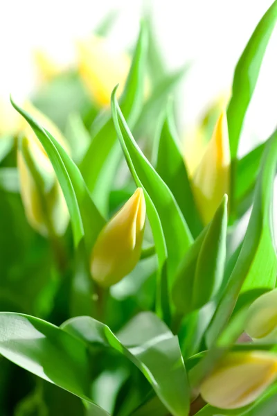 Bonitos tulipanes —  Fotos de Stock