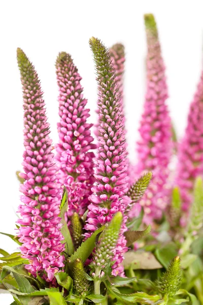 stock image Pink flowers