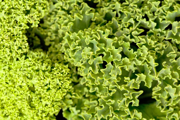 Fresh kale — Stock Photo, Image