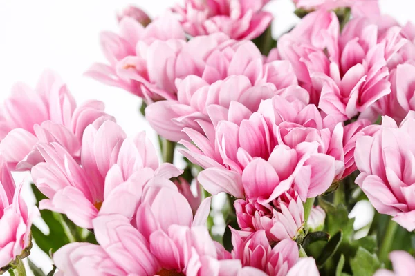 stock image Chrysanthemum Flowers