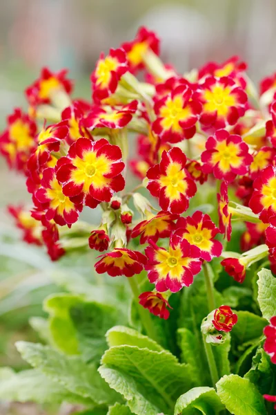 Flores de primavera — Fotografia de Stock