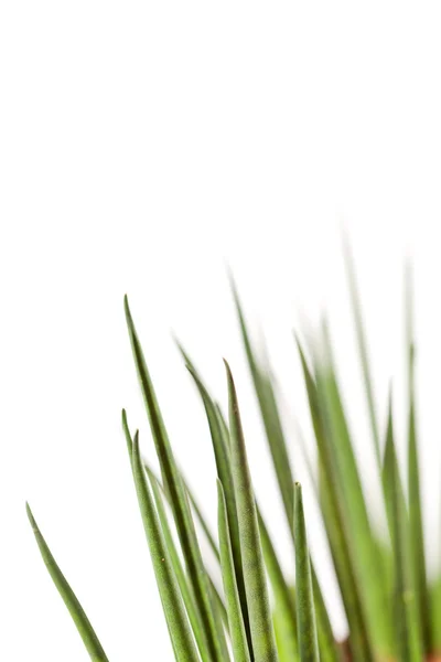 Färskt gräs — Stockfoto