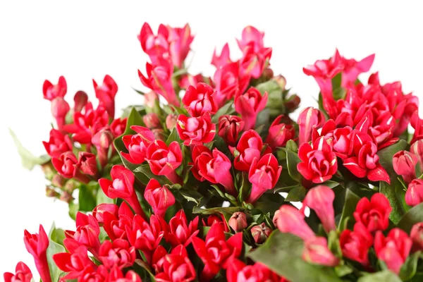 Flores vermelhas — Fotografia de Stock