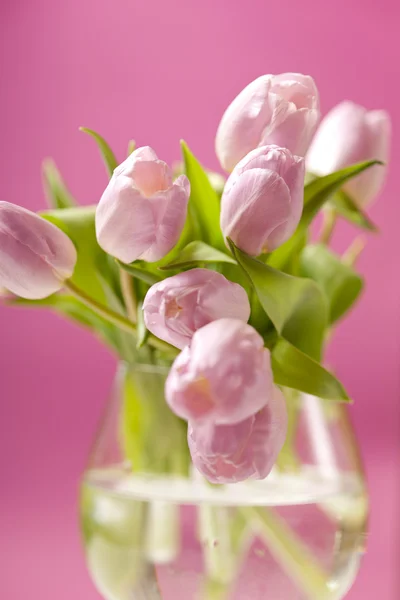 꽃병에 핑크 튤립 — 스톡 사진