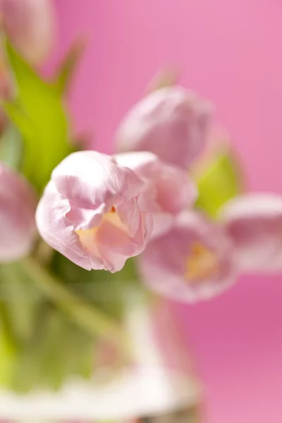粉色郁金香花瓶里 — 图库照片