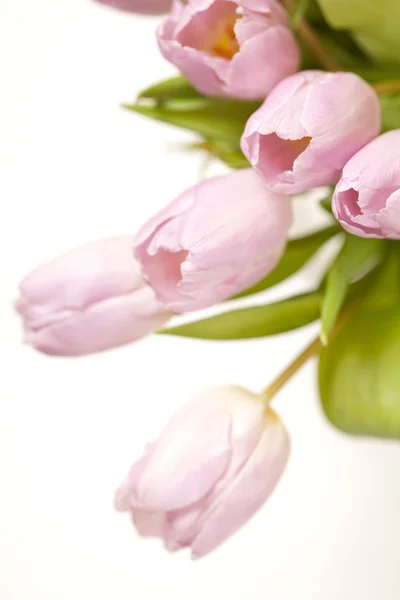 Pink tulips in the vase — Stock Photo, Image