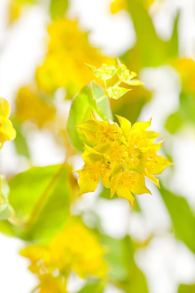 Gele bloemen — Stockfoto