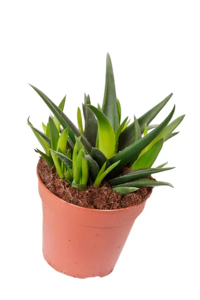 Aloe en la olla — Foto de Stock