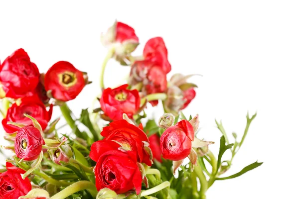 Ranunculus rouge — Photo