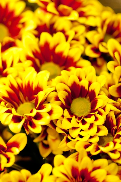 Flori crizanteme — Fotografie, imagine de stoc