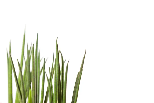 Fresh grass — Stock Photo, Image