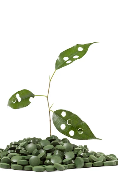Spirulina tabletta és a zöld növény — Stock Fotó
