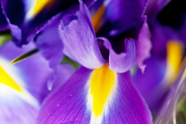 Iris flowers — Stock Photo, Image