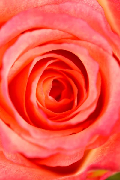 Kauniita ruusuja — kuvapankkivalokuva