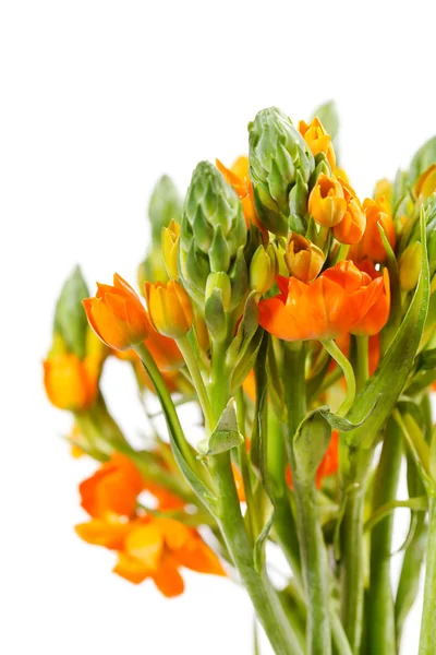 Orange freesia — Stock Photo, Image