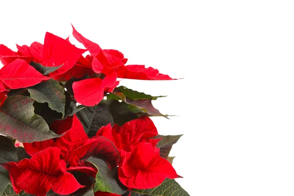 Red Poinsettia geïsoleerd op een witte achtergrond — Stockfoto