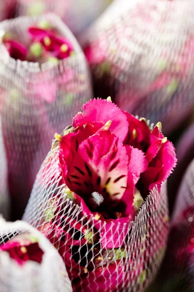 Stock image Freesia flowers