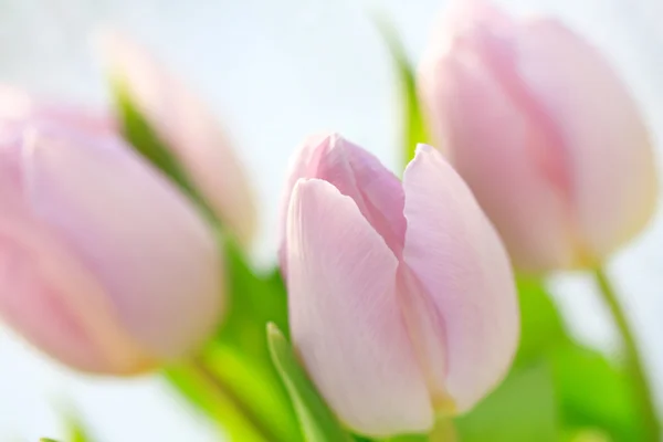 Pink tulips Royalty Free Stock Images