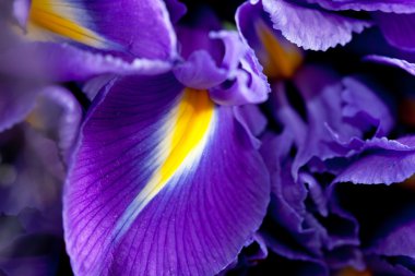 Iris flowers clipart