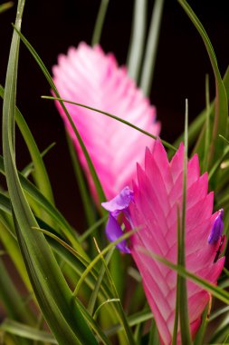 tillandsia çiçek