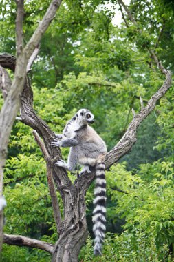 yakışıklı lemur