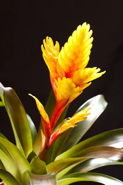 Window plant "vriesea splendens" — Stock Photo, Image