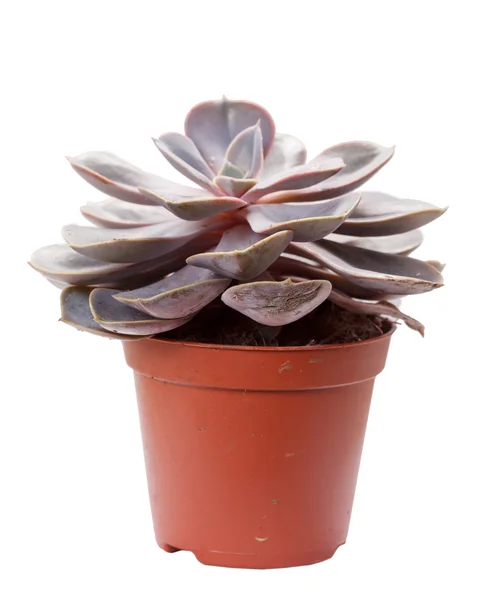 Succulent plant — Stock Photo, Image