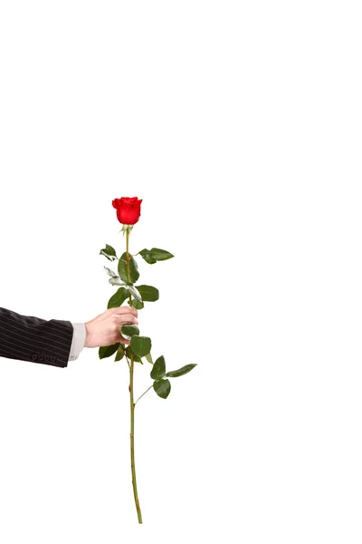 Красная роза в руке — стоковое фото