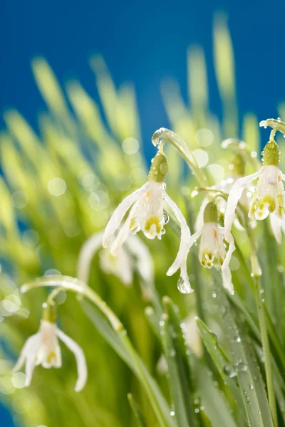 Snowdrop flowers — Stock Photo, Image