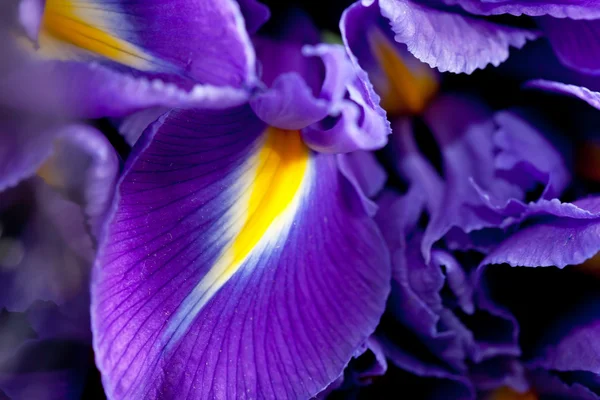 Flores da íris — Fotografia de Stock