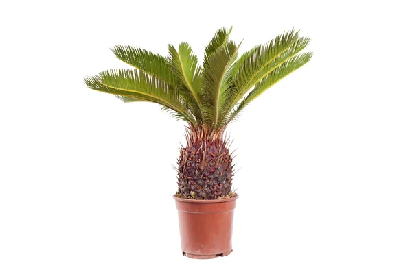 stock image Palm in the pot