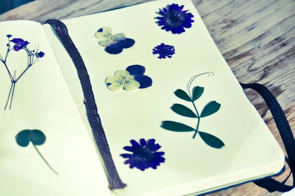 Plantas secas no caderno — Fotografia de Stock