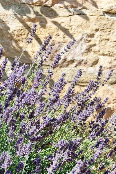 Lavendel i sommar — Stockfoto