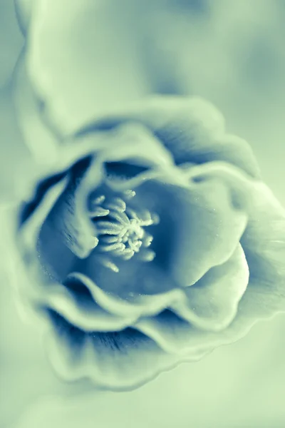 Άνθη παπαρούνας — Φωτογραφία Αρχείου
