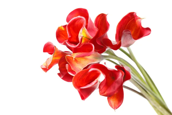 Schöne Blumen — Stockfoto