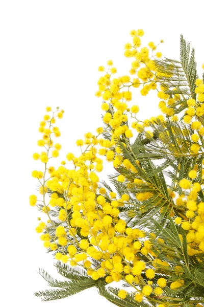 stock image Branch of a mimosa on a white background