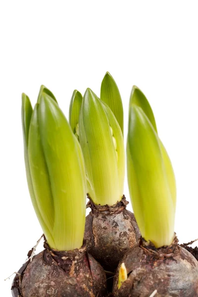 A young hyacinth — Stock Photo, Image