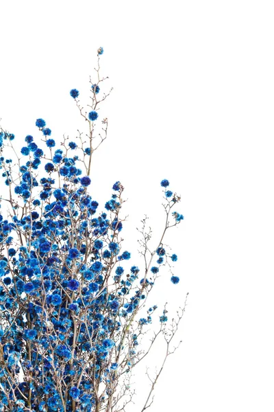 Flores azules —  Fotos de Stock