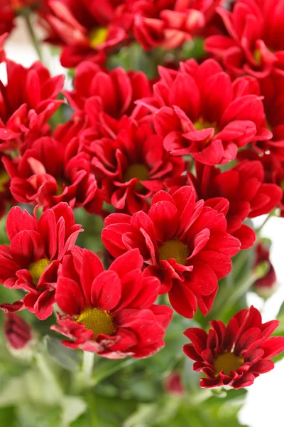Chrysanthemenblüten — Stockfoto