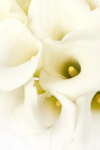 Kala květiny — Stock fotografie