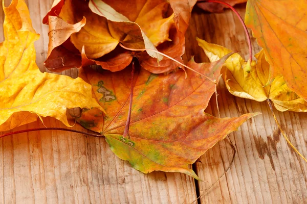 ใบไม้แห้ง — ภาพถ่ายสต็อก