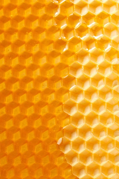新鮮な蜂蜜の櫛で — ストック写真