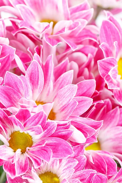 Chrysanthemenblüten — Stockfoto