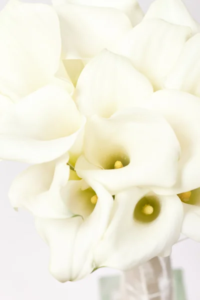 Stock image Calla flowers