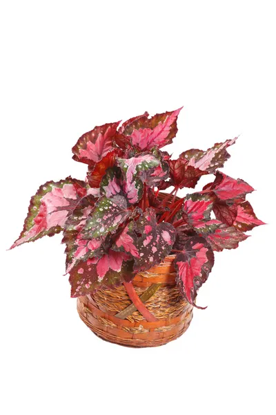 Begonia en maceta — Foto de Stock