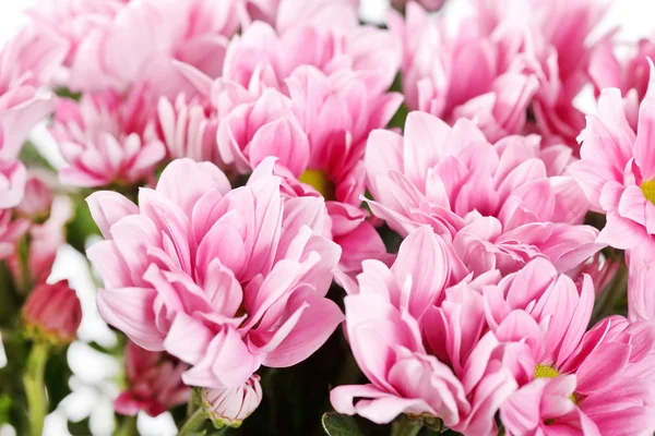 Chrysanthemum Flowers — Stock Photo, Image