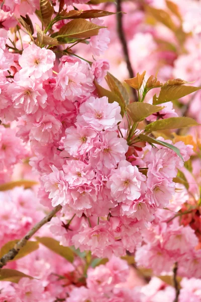 Cereja japonesa com flor — Fotografia de Stock