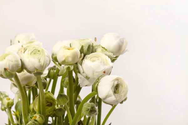 Λευκό ranunculus — Φωτογραφία Αρχείου