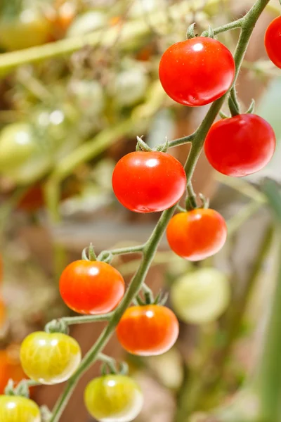 Tomates de jardín —  Fotos de Stock