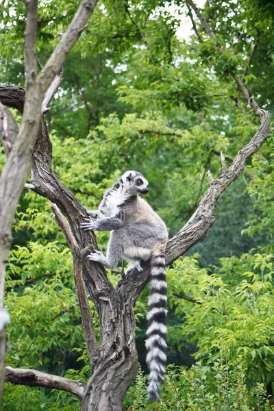 Schattig lemur — Stockfoto